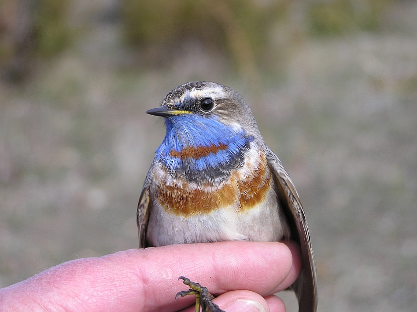 Bluethroat, Sundre 20050509